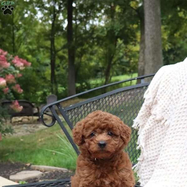 Greg, Mini Goldendoodle Puppy